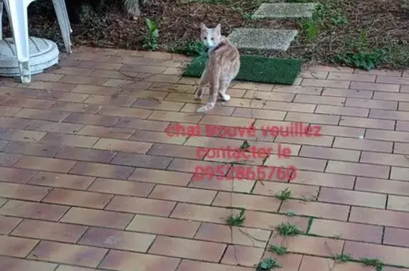 Chat trouvé Jouy-le-Moutier, photo: Trouvé chat mâle, Jouy-le-Moutier, Île-de-France - roux et blanc avec collier anti puces violet