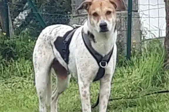 Animaux perdus Saint-André-de-Seignanx, photo: Chien perdu, Saint-André-de-Seignanx, Nantes - femelle blanche tachetée marron