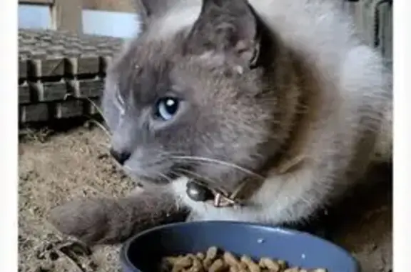 Animaux trouvés Ayron, photo: Trouvé Chat femelle, C 3, La Vauceau, Ayron - petit gabarit