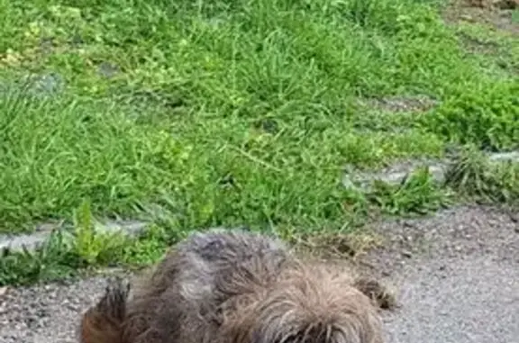 Знайдено собаку, проспект Дмитра Яворницького, Дніпро - схожа на каталанську вівчарку - photo