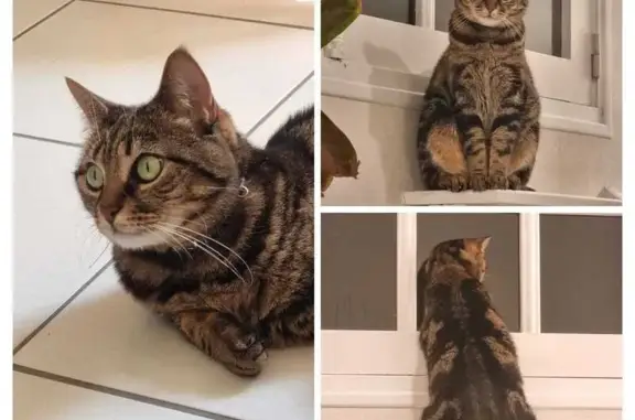 Animaux perdus Angers, photo: Perdu Chat, Place Grégoire Bordillon, Angers - chatte tigrée