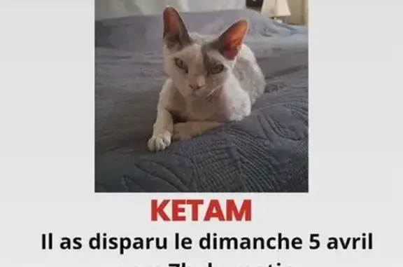 Perdu Chat homme, Rue des Mesliers, 10, Cardroc, Quimper - craintif - photo