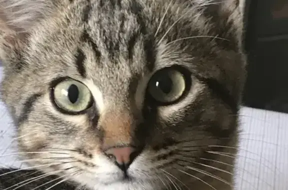 Animaux perdus Surzur, photo: Chat perdu, Lotissement Le Pré Hazo, Surzur - mâle, miaule beaucoup