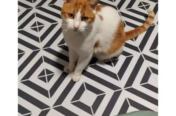 Chat perdu, Rue de l'Allouée, Nantes - Ricci, roux et blanc - photo