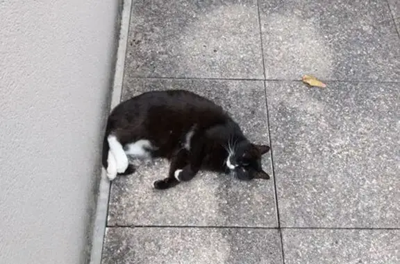 Animaux perdus Paris, photo: Perdu Chat femelle, Rue Auguste Renoir, Toulouse - chatte européenne noire et blanche