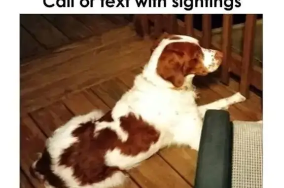 Lost Male Dog, Lake in the Hills, Chicago - brown and white Britney - photo