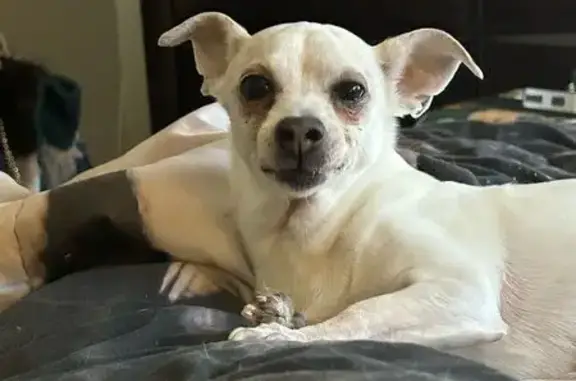 Lost female dog, Dekalb Pike, Blue Bell - answers to Chichi - photo