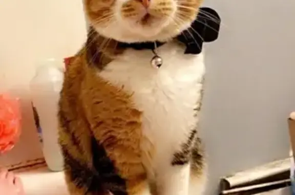 Missing cat Detroit, photo: Missing cat Female, Detroit (usl534463)