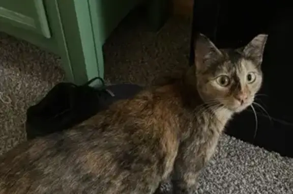 Lost female cat, Misty Hollow Drive West, Jacksonville - skittish with tipped ear - photo