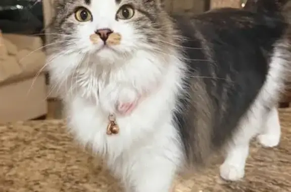 Missing cat Bountiful, photo: Lost female cat, South 950 East, Bountiful - long haired with pink collar