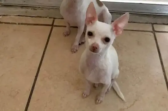Missing dog Miami, photo: Lost male dog, Hialeah, Miami - white chihuahua