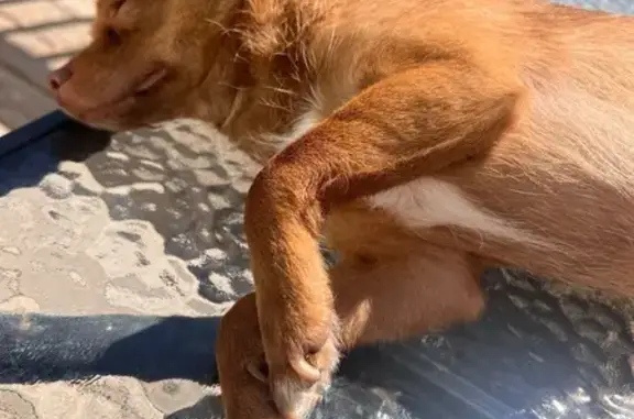 Lost male dog, Hupa Way, Indianapolis - small brown Chihuahua - photo