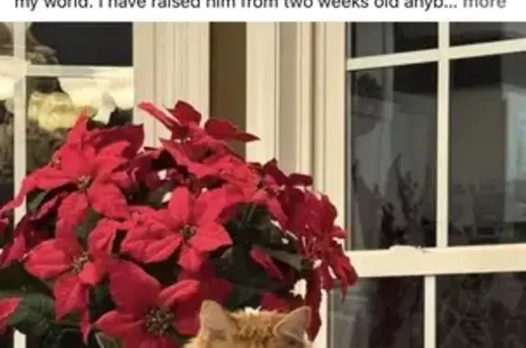 Missing cat Bristol, photo: Lost male cat, Sunnybrook Drive, Bristol - orange and white long hair