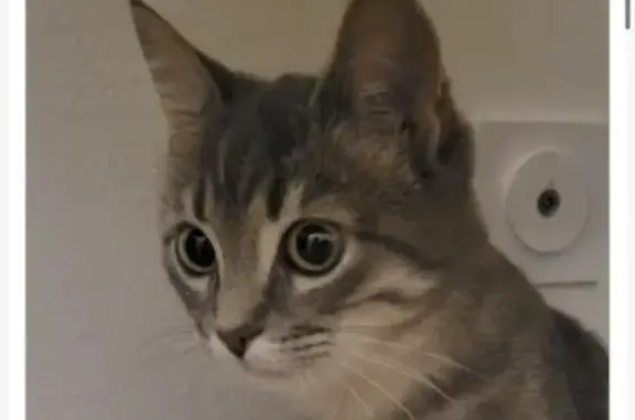 Animaux perdus Saint-Martin-Lacaussade, photo: Chat perdu, Chemin de Marquaise, Saint-Martin-Lacaussade - femelle européenne
