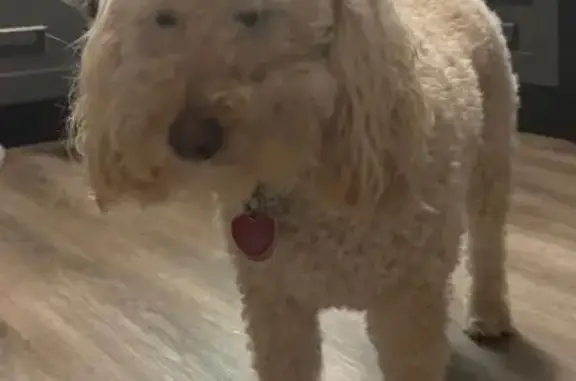 Lost female dog, Secretariat Drive, Lawrenceburg - apricot goldendoodle - photo