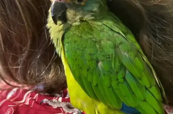 Lost female bird, Goehring Pon...