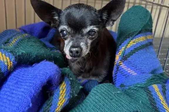 Found female dog, West McNeil,...