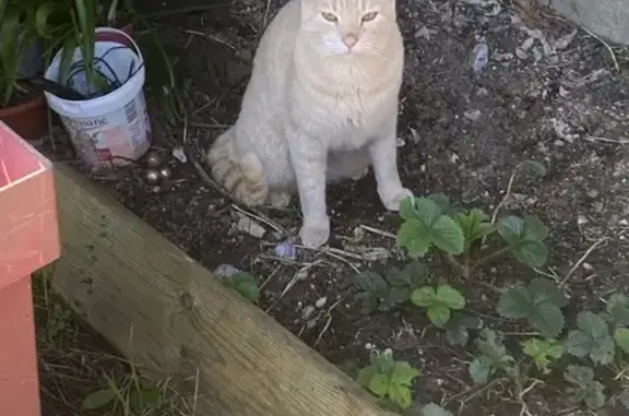 Chat perdu, Louhans, Belfort - Caramel - photo