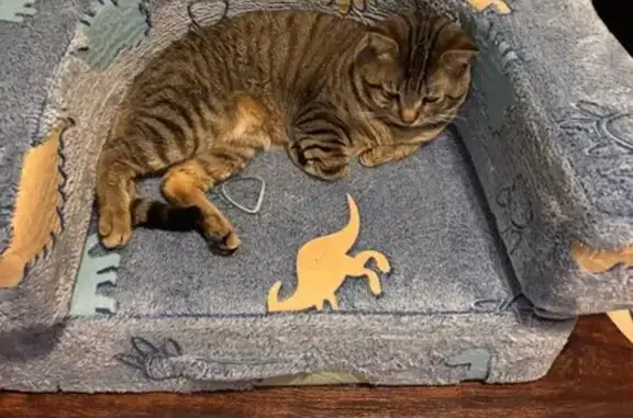 Lost male cat, South 14th Street, Lincoln - scared & shy - photo