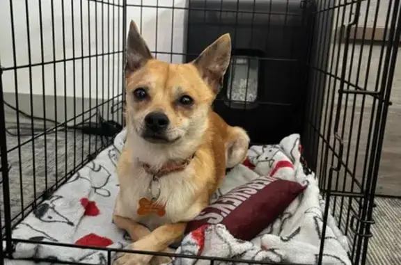 Missing dog Bend, photo: Lost male dog, American Loop, Bend - tan/white chihuahua mixed