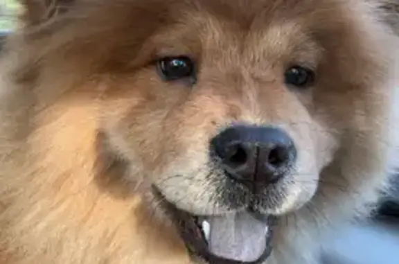 Lost female dog, California, Maryland - heart-shaped face - photo