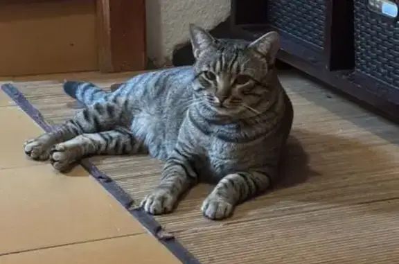 Gato perdido Macho, Pozuelo de Alarcon (sl495427) - photo