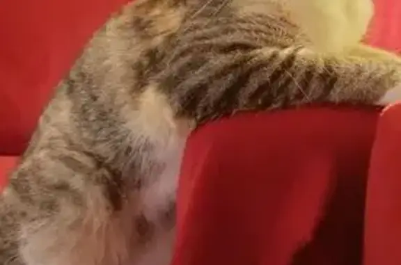 Animaux perdus Plouzané, photo: Perdu Chat, Route de Tremaidic, 45, Plouzané - chatte tricolore