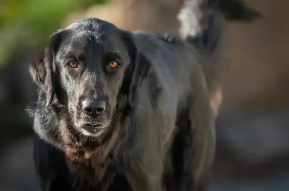 BUSCO A MI PERRA: HODEI HODI desapareció de casa en La Cueva del Pájaro entre las 3:00 y las 9:00 am. Del martes 7 de abril. Conoce perfectamente la zona y a todo el mundo, por lo que es muy extraño que se haya desorientado o perdido. Cruce de Setter, Mastín (negro brillante, 30 kg). Es muy tímida y muy dulce. Tiene CHIP. Está ESTERILIZADA (no sirve para criar) y tiene PÁNICO A LOS DISPAROS (no sirve para caza, se bloquea y se asusta mucho). POR FAVOR, AYÚDAME Es mi compañera ... Daría una recompensa si tuviera dinero, pero me resulta imposible Si alguien la tiene, si la has visto, la ves o la has recogido, por favor, ponte en contacto conmigo. Solo quiero que vuelva ️ 665 331 652 (Llama a cualquier hora)