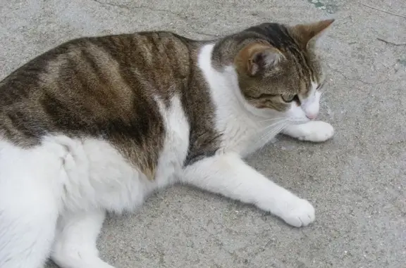 Chat perdu, Paris, photo: Perdu chat femelle, Rue Jules Guesde, Vierzon - tigre avec dessous blanc