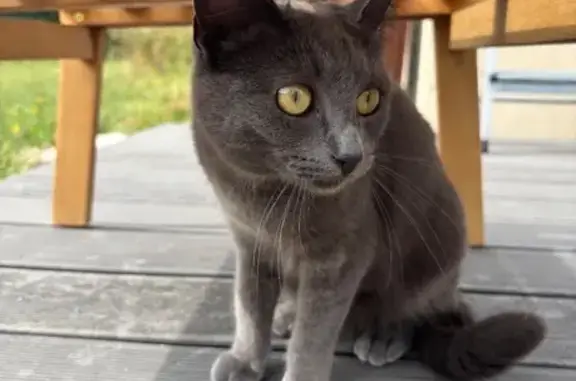 Perdu Chat, Avenue André Dreux, 11, Donnemain-Saint-Mamès - chatte grise stérilisée - photo