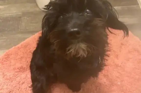 Lost male dog, Quail Lane, Lexington - black Yorkiepoo with brown beard - photo
