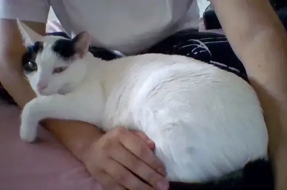 Perdido gato masculino, Calle Algar, 6, Alicante - blanco con cola negra - photo