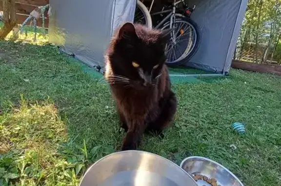 Chat trouvé Verneuil-sur-Seine, photo: Chat trouvé, Chemin du Maupas, Verneuil-sur-Seine - semble sourd