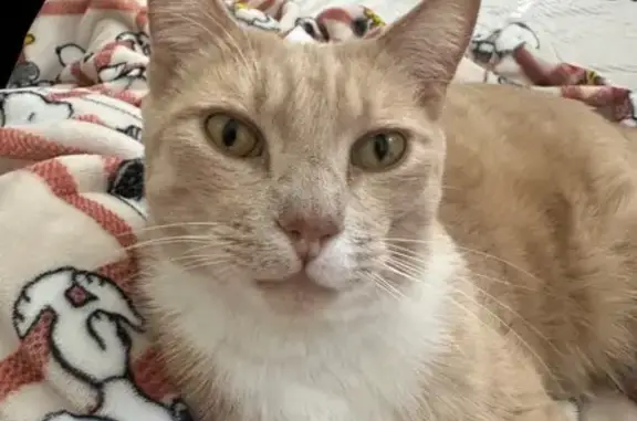 Lost male cat, Kelseyville, San Francisco - orange and white tabby - photo