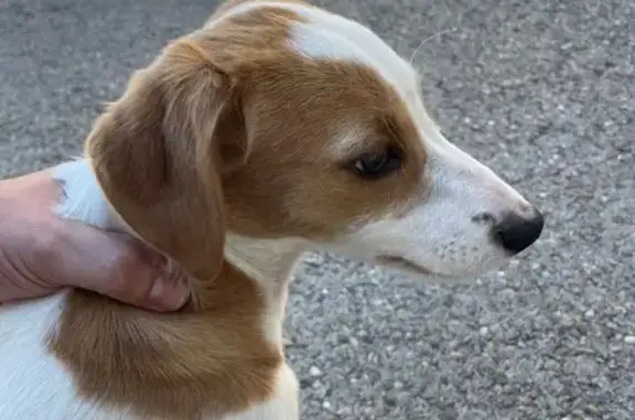 Animaux trouvés Nîmes, photo: Chien trouvé, Rue de Liège, Nîmes - femelle épagneul
