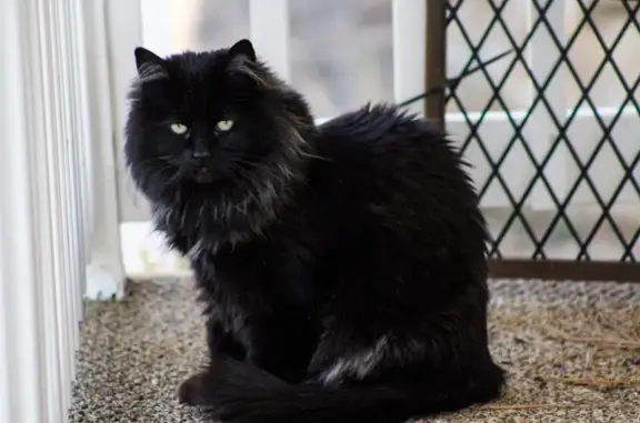 Lost male cat, View Drive, Prescott - black with a white patch on ear - photo