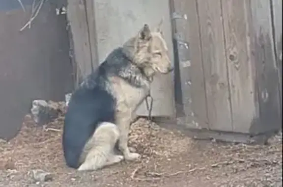 Зник собака, провулок Вдовенка, 14, Дніпро - дуже добра - photo