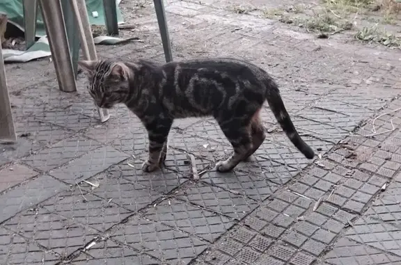 Animaux trouvés Paris, photo: Trouvé Chat homme très sociable, Beaulon, Paris