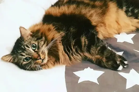 Chat perdu, Élancourt, photo: Chat perdu, Voie Communale les Nouveaux Horizons, Élancourt - brown blotched tabby avec soquettes blanches