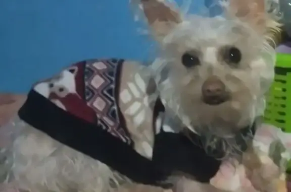 Perro perdido Hembra, Ciudad Nezahualcoyotl (mxl489264) - photo