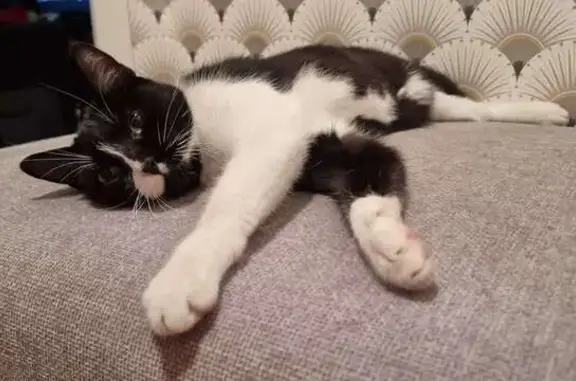 Animaux trouvés Villeneuve-Saint-Georges, photo: Chat perdu, Rue Jean Jaurès, Villeneuve-Saint-Georges - femelle sociable