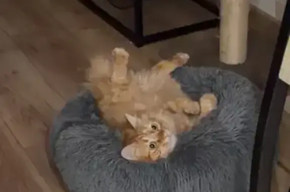 Animaux perdus Paris, photo: Chat perdu, Rue d’Alby, 9, Fronton, Paris - chat roux à poil long
