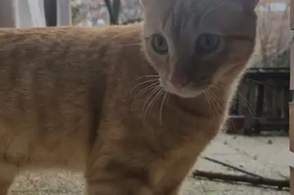 Perdido gato masculino, Calle del Laurel, Móstoles - atigrado pelirojo - photo