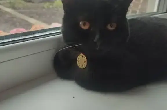 Зникла кішка, Шефський провулок, Золотоноша - яскраво рожевий ошейник - photo