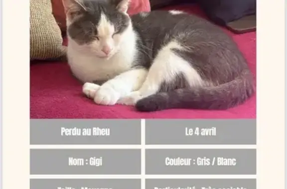 Chat perdu, Le Rheu, Marseille - très sociable - photo