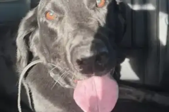 Found dog Spokane Valley, photo: Found male dog, North Evergreen Road, Spokane Valley - black lab