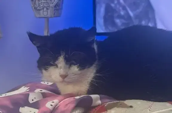 Lost female cat, Aries Drive, Kearns - black and white with green eyes - photo