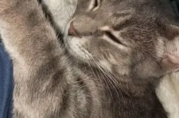 Gatos perdidos, Victoria de Durango, foto: Perdido gato hembra, Boquillas de Carmen, Victoria de Durango - atigrada gris