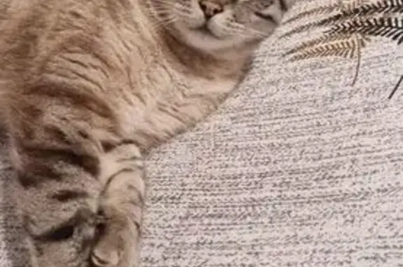 Trouvé Chat femme, Avenue Maurice Martin, 38, Mimizan - yeux bleus avec léger strabisme - photo