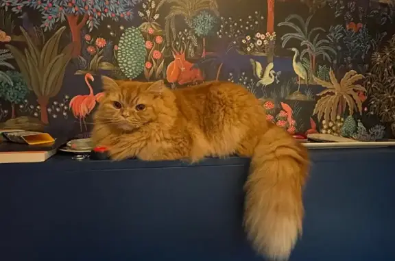 Animaux perdus Paris, photo: Chat disparu Garçon, Paris (fl589151)
